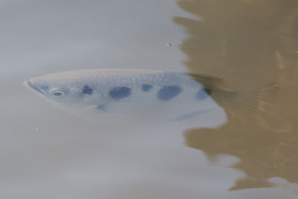 Spotted Archerfish reference