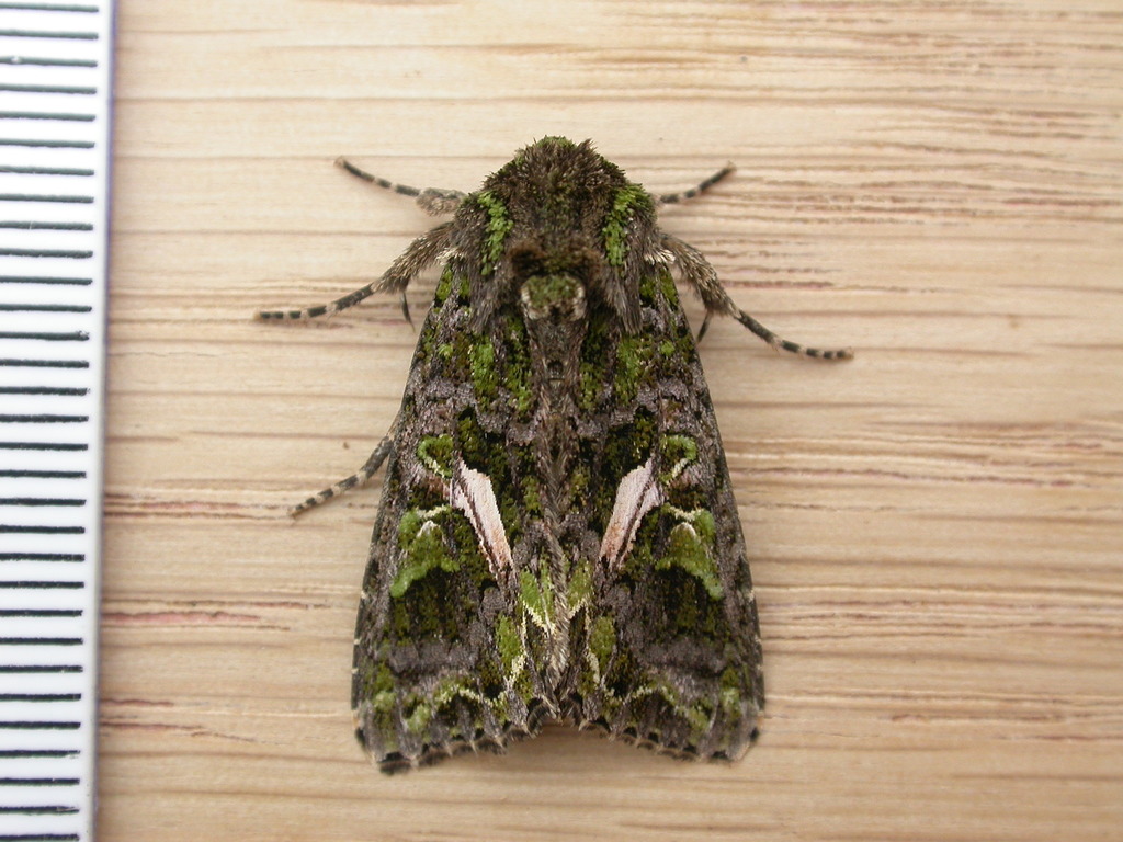 Orache Moth reference