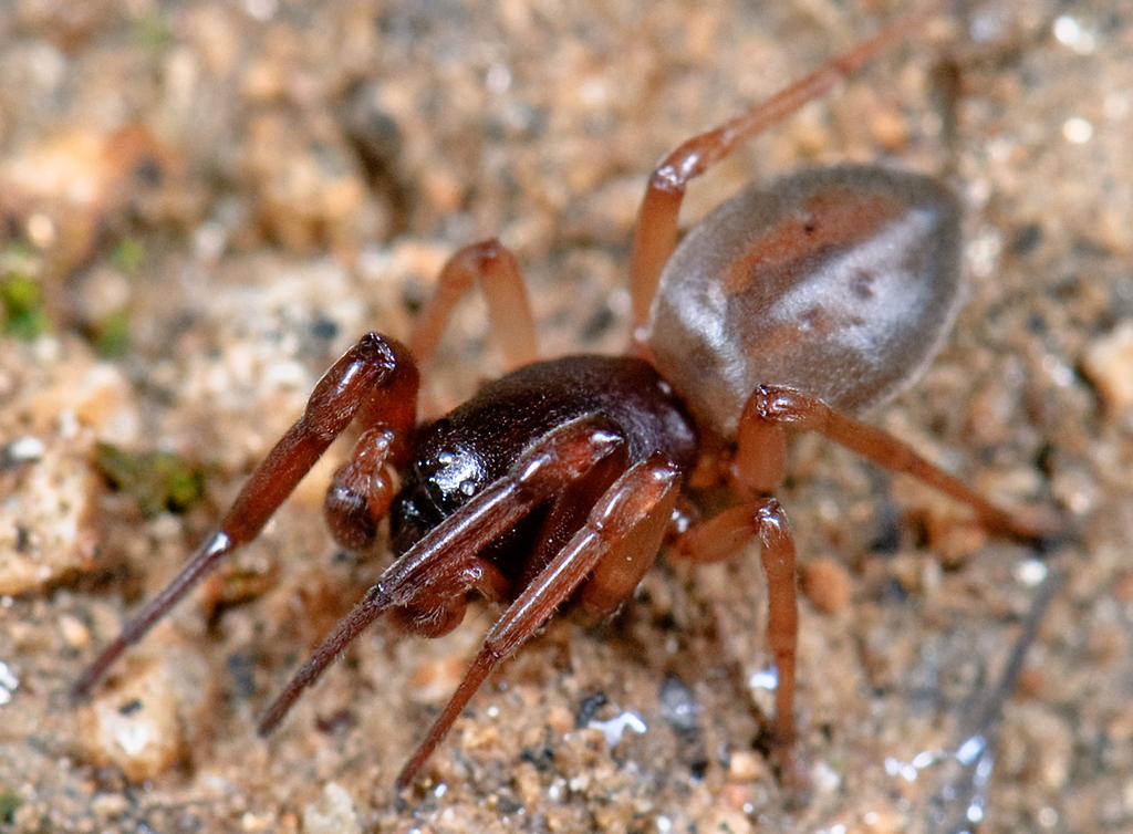 Bull-headed Sac Spider reference