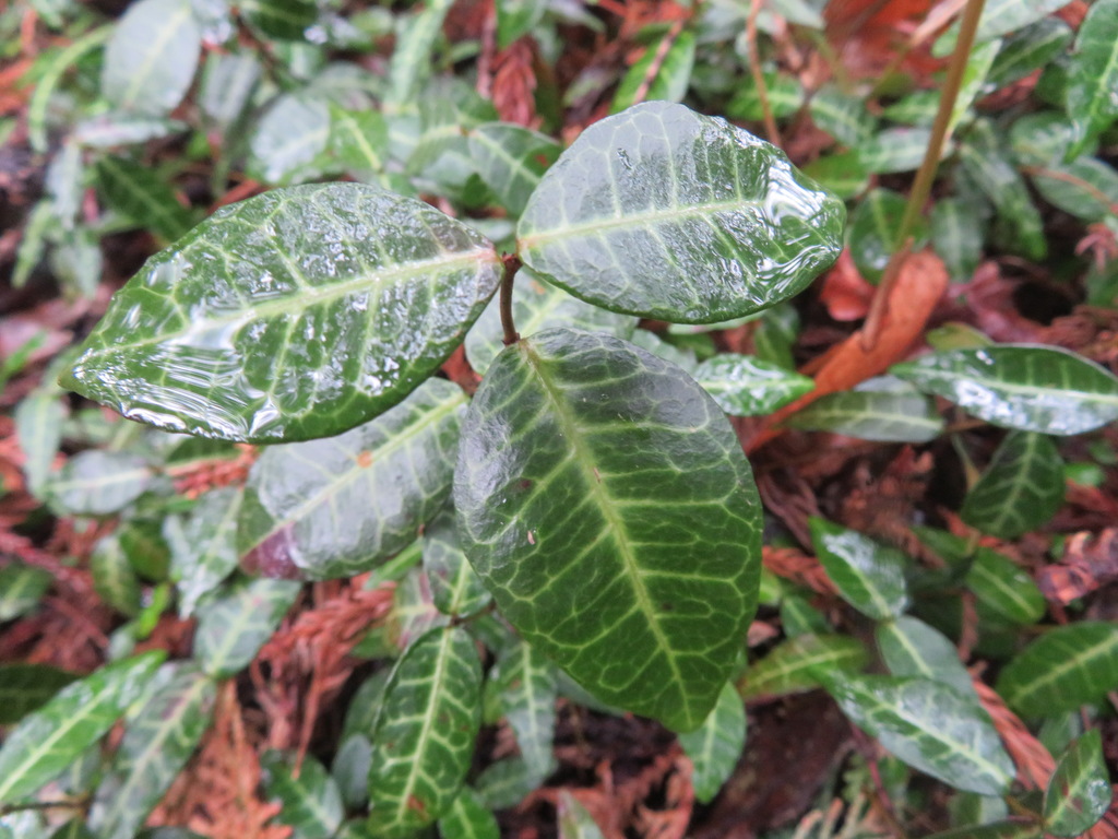 Asiatic jasmine reference