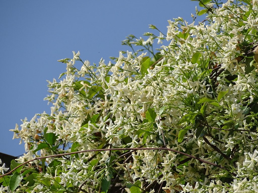 Star jasmine reference