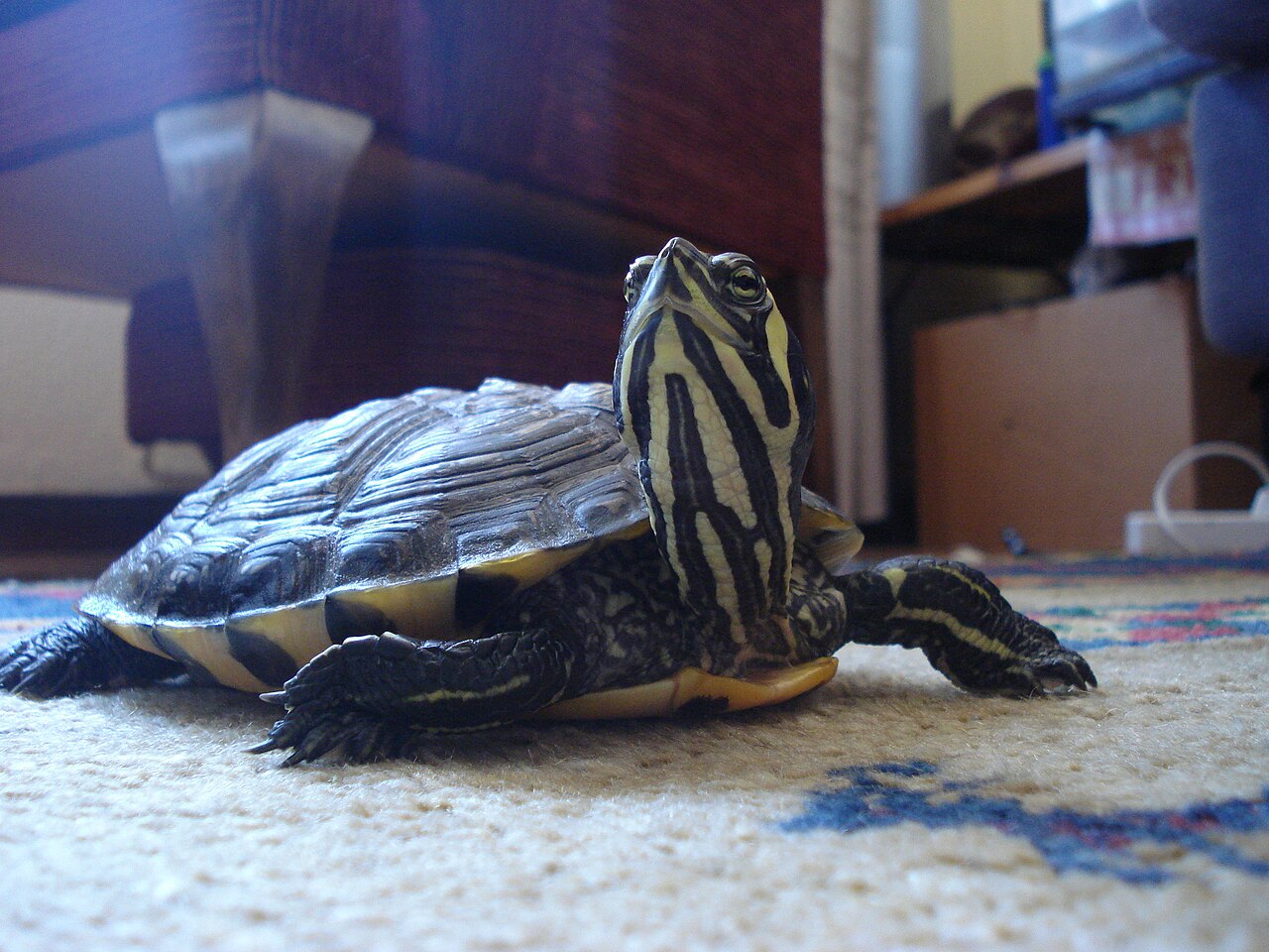 Yellow-bellied Slider reference