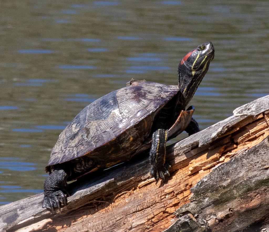 Pond Slider reference
