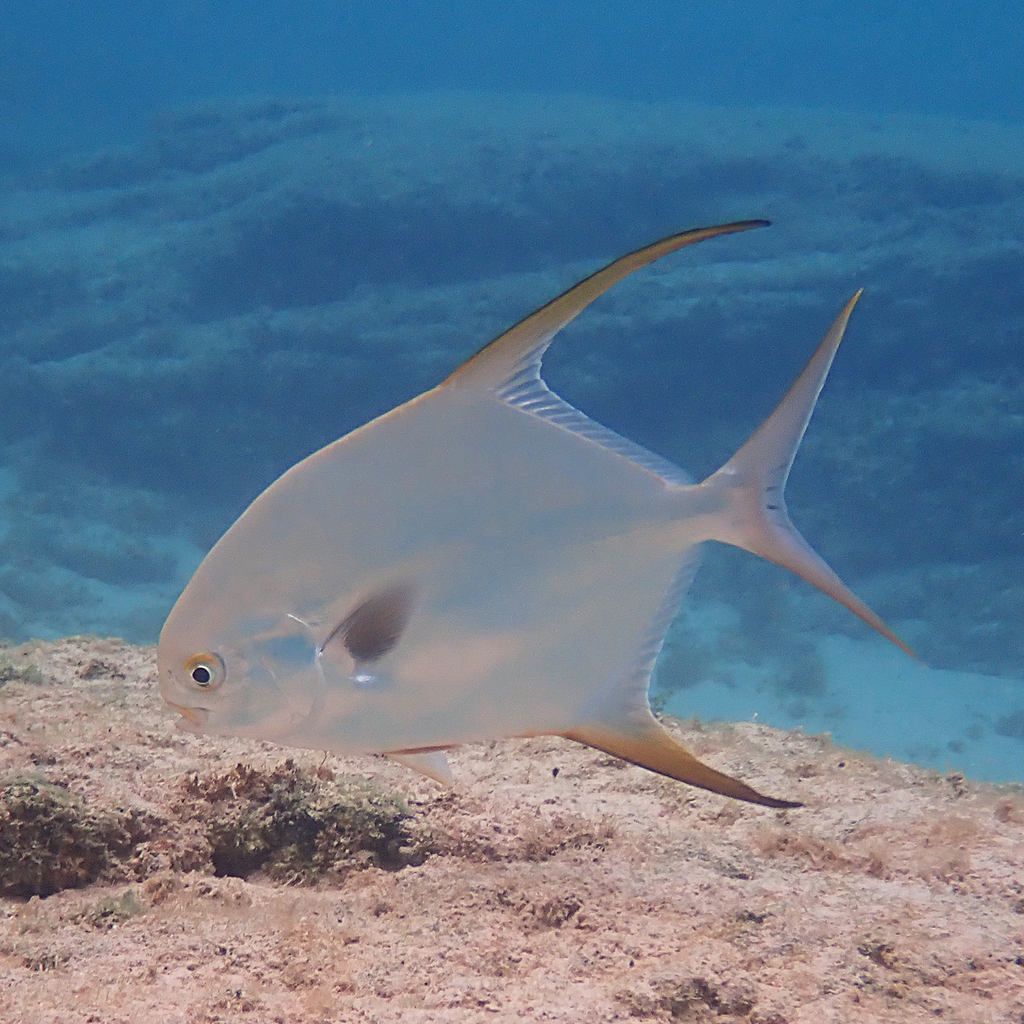 Snubnose Dart reference