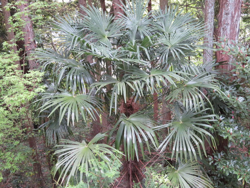 Chusan Palm reference