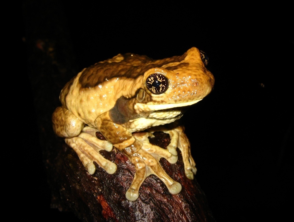 Veined Tree Frog reference