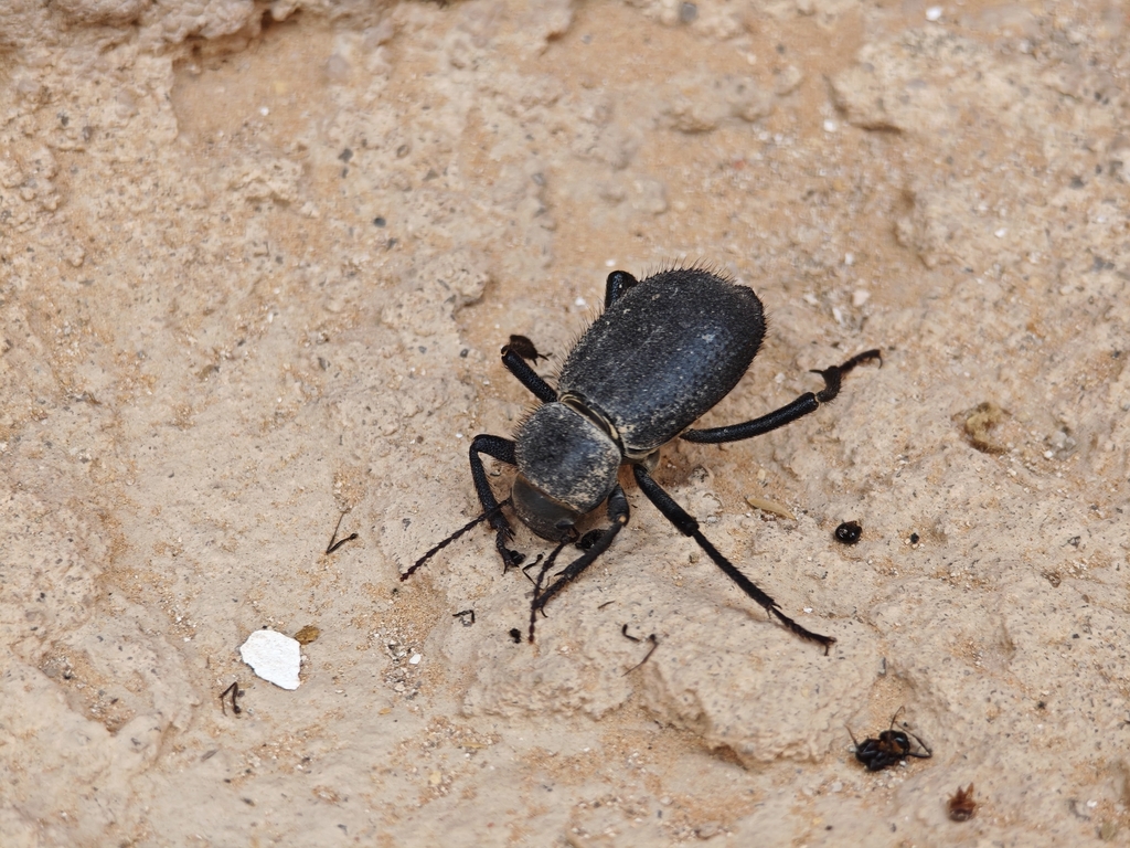 Trachyderma hispida reference