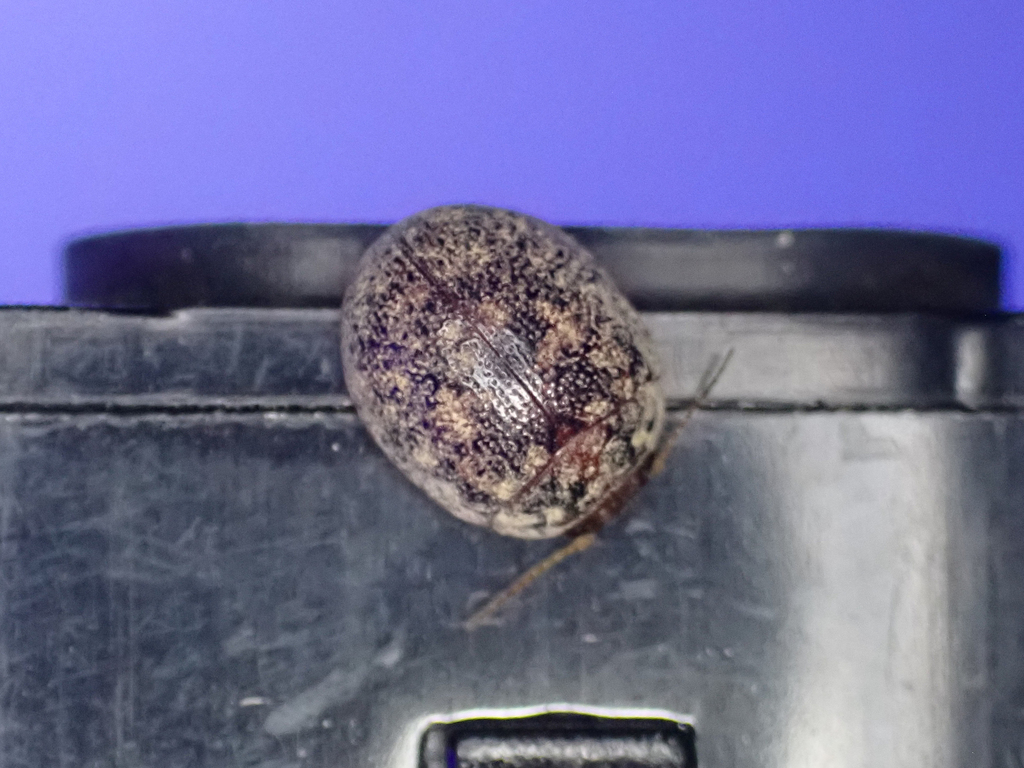 Australian Tortoise Beetle reference