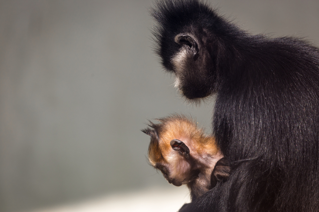 François' Lutung reference