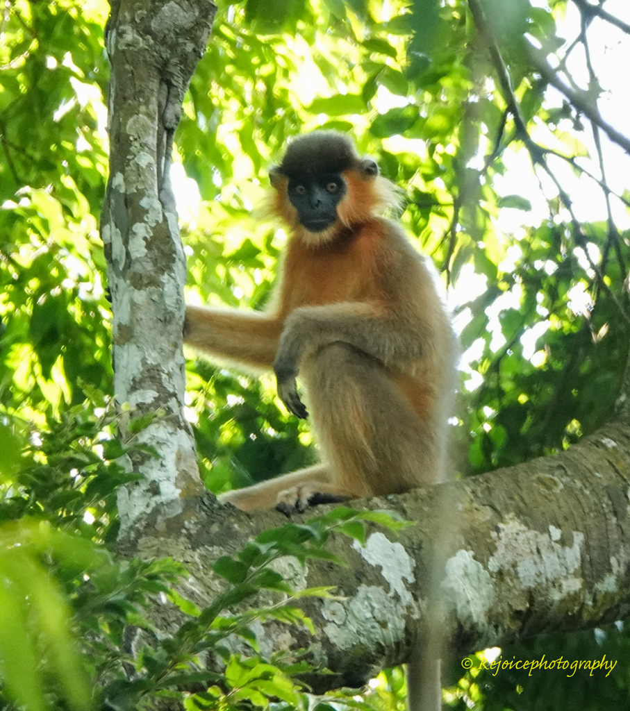 Capped Lutung reference