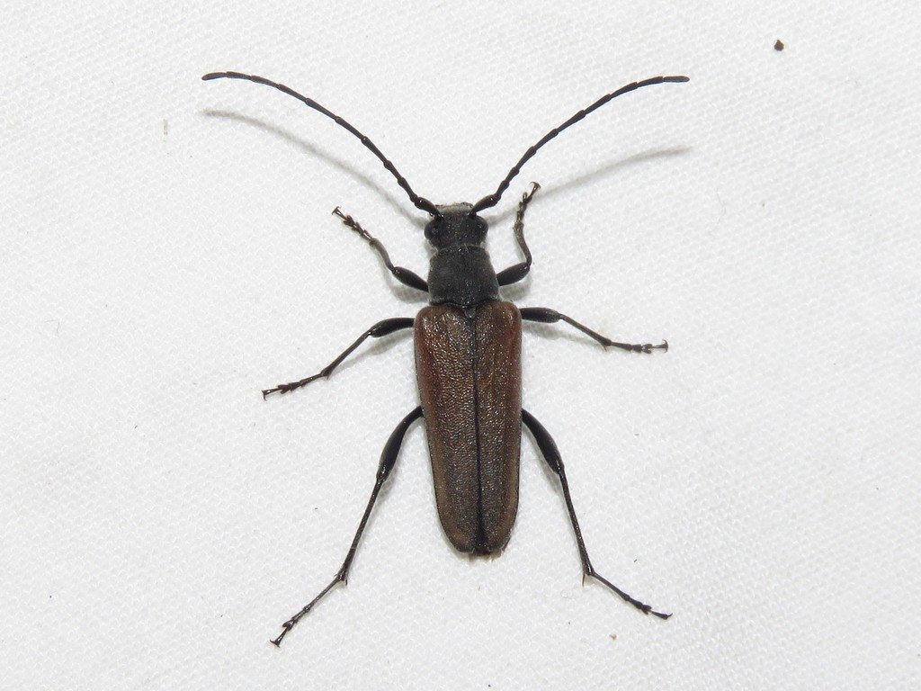 Trachysida mutabilis reference
