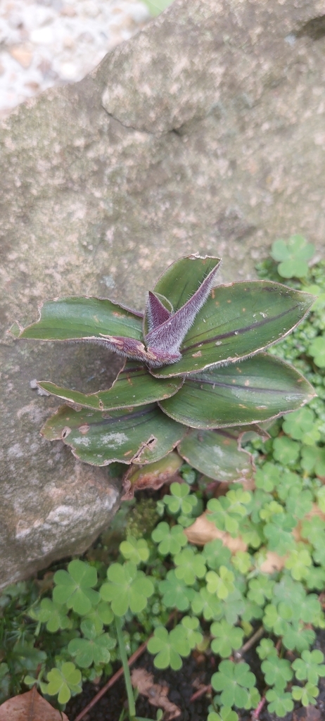 Waxy Spiderwort reference