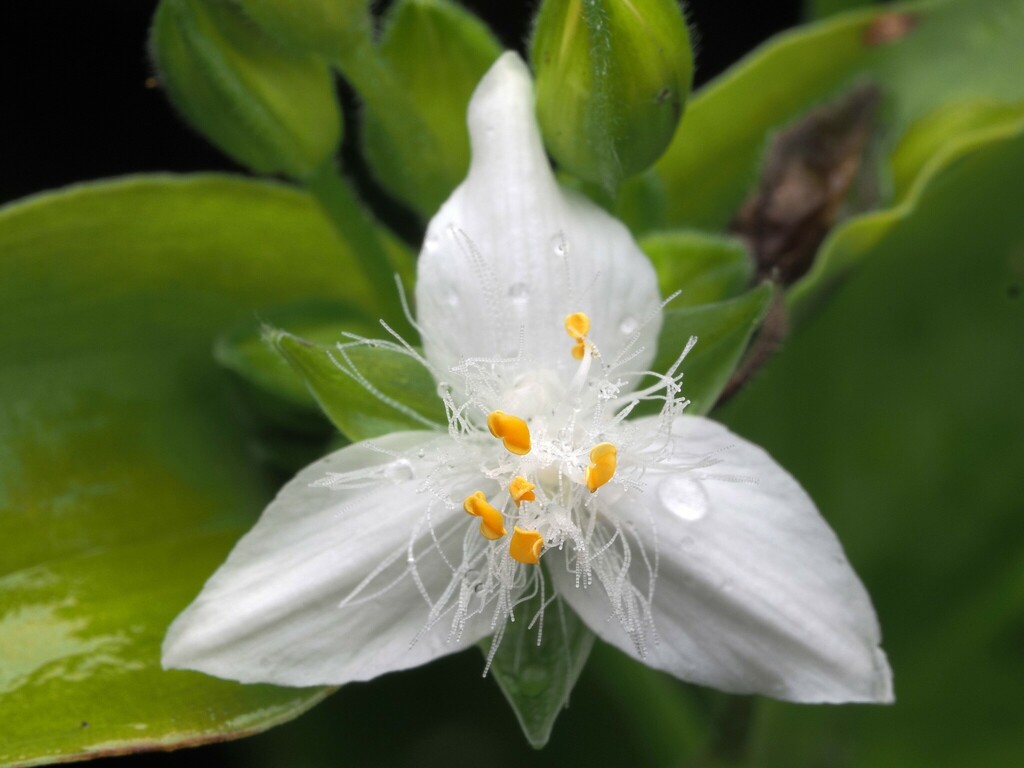 Rio Spiderwort reference