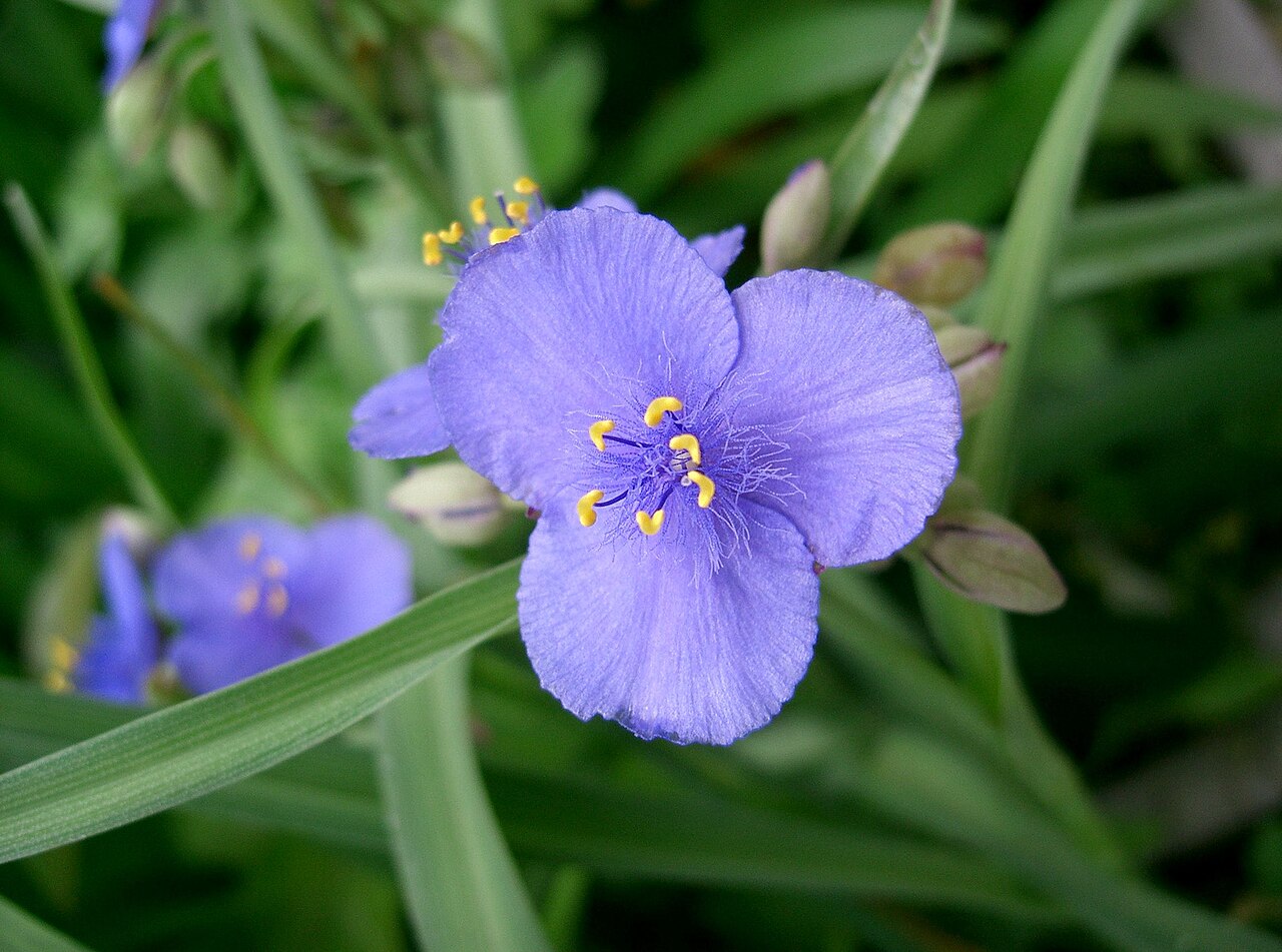 Ohio Spiderwort reference