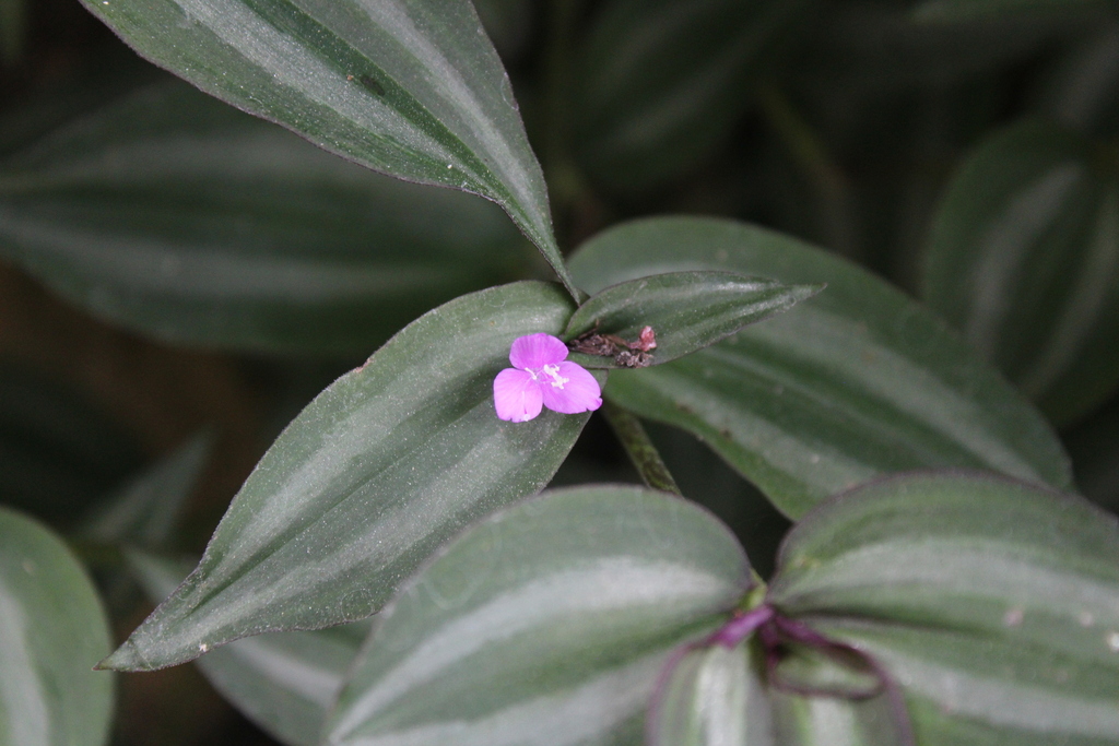 Zebra Spiderwort reference