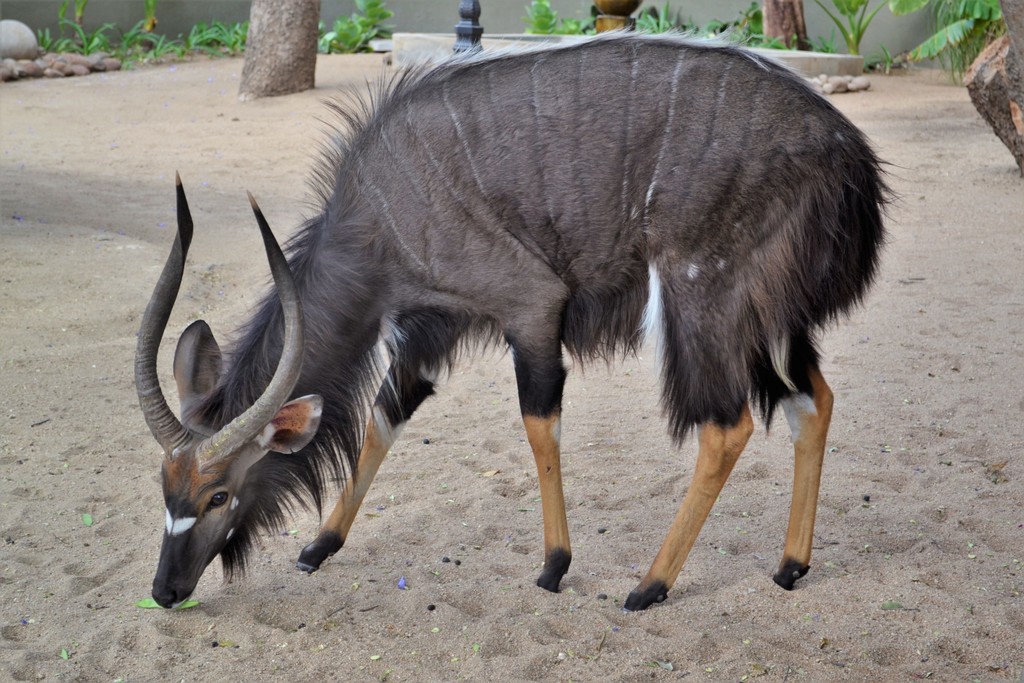 Nyala reference