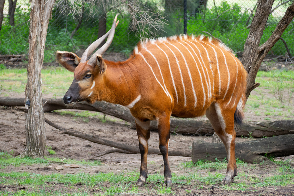 Bongo reference