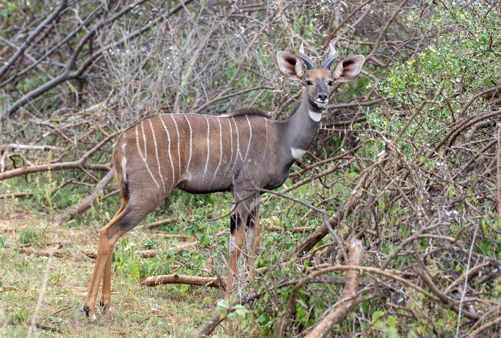 Lesser Kudu reference