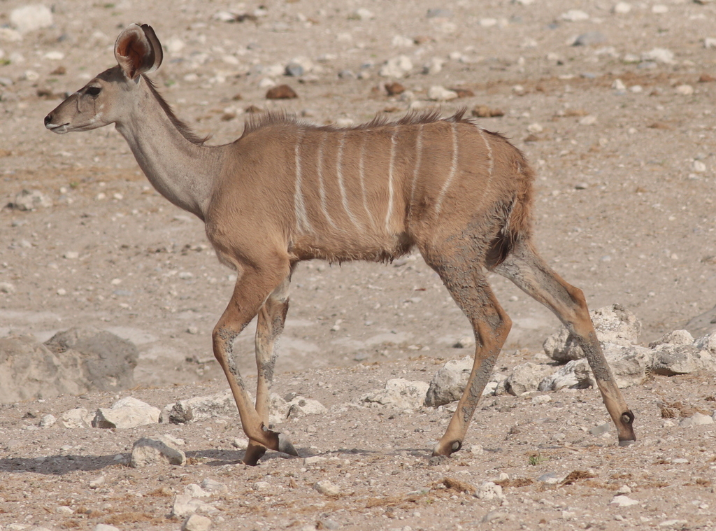 Greater Kudu reference