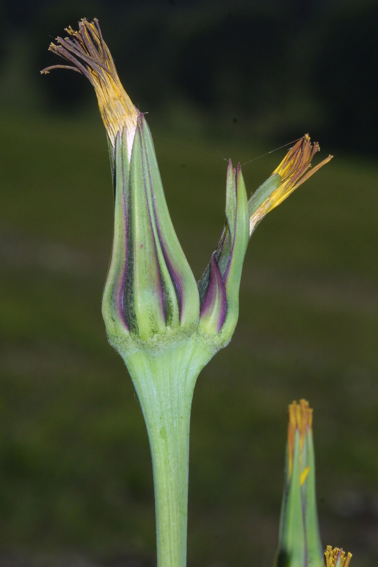 Tragopogon pratensis reference
