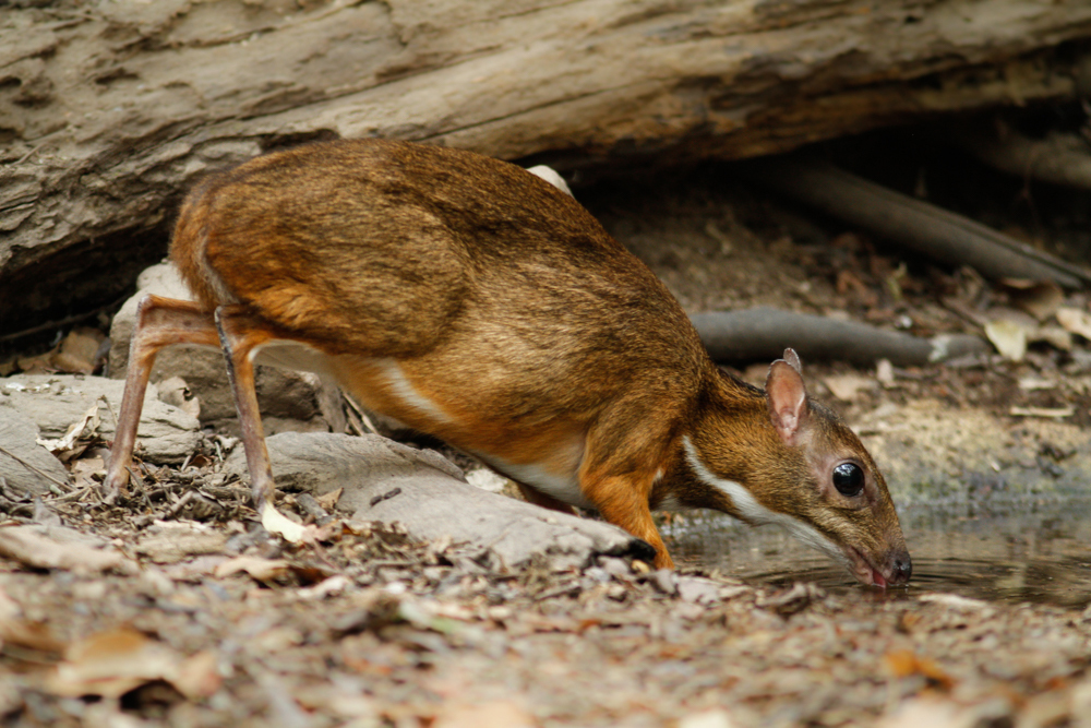 Lesser Oriental Chevrotain reference