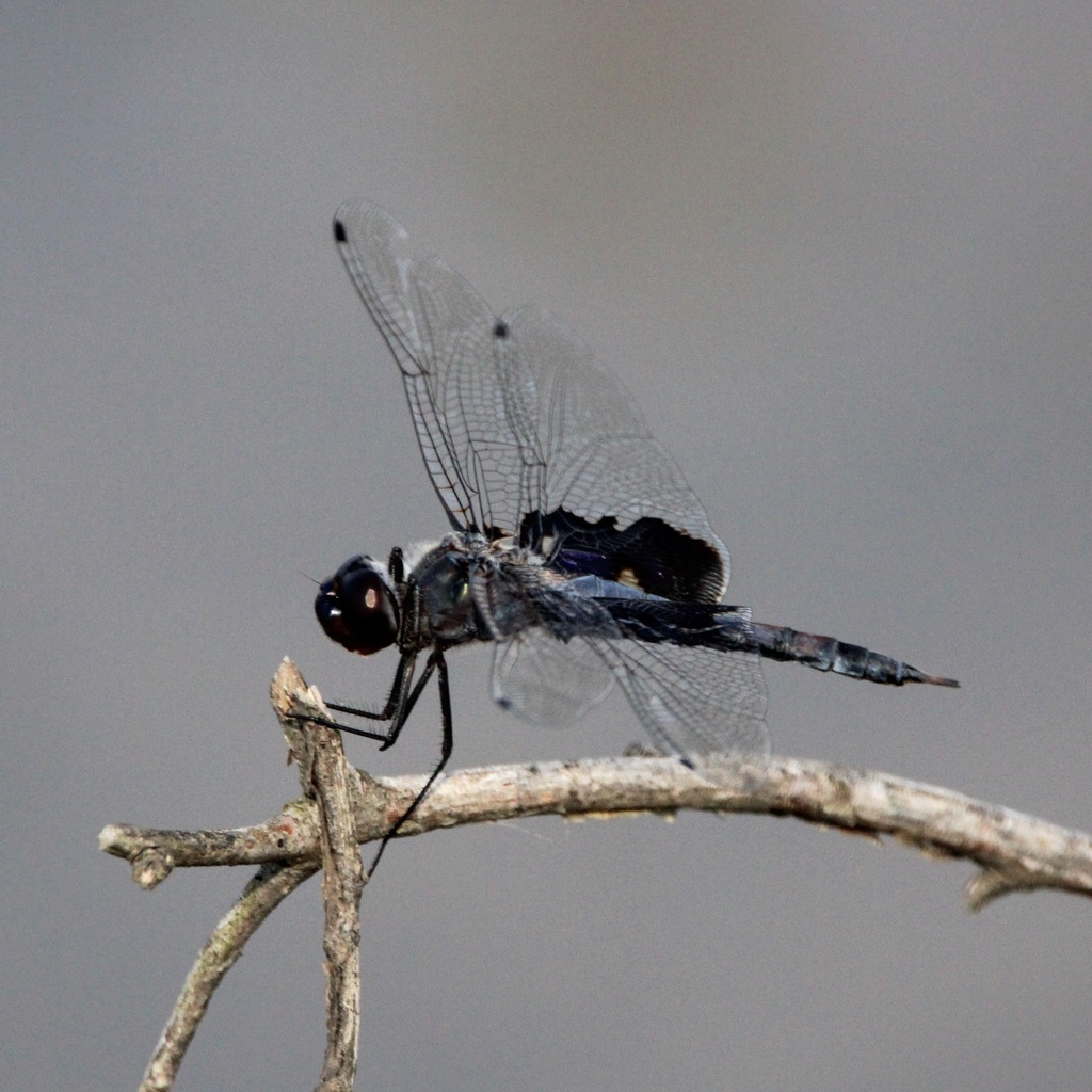 Black Saddlebags reference