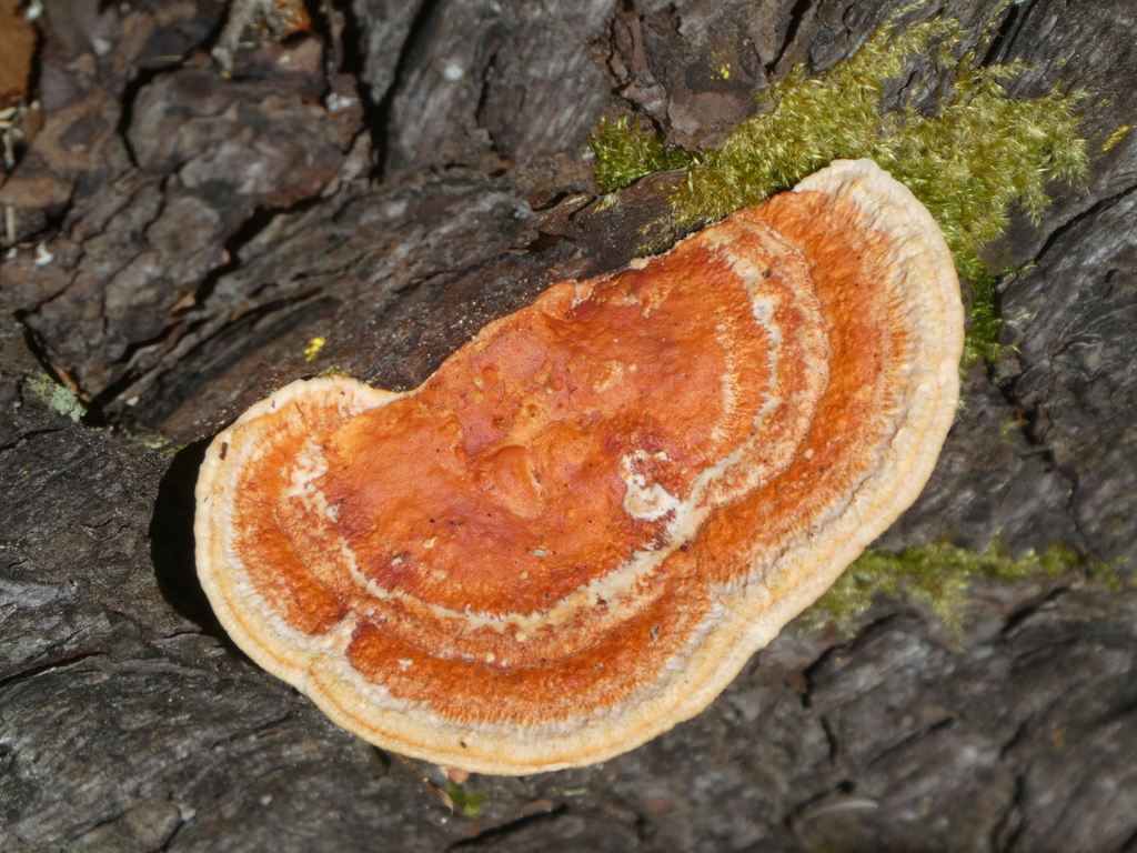 Southern Cinnabar Polypore reference