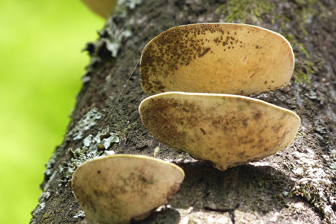 Elegant Bracket Fungus reference