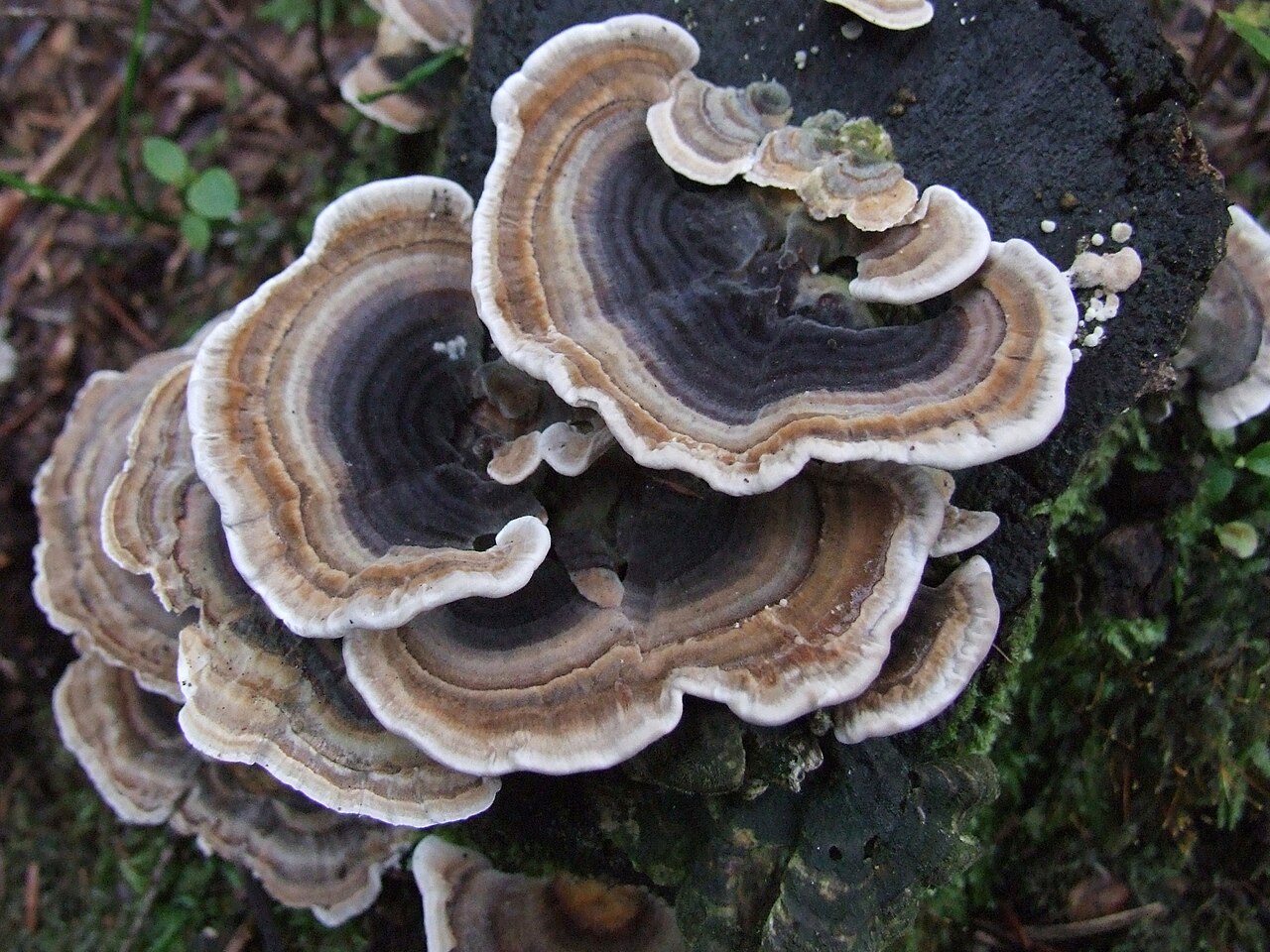 turkey-tail reference