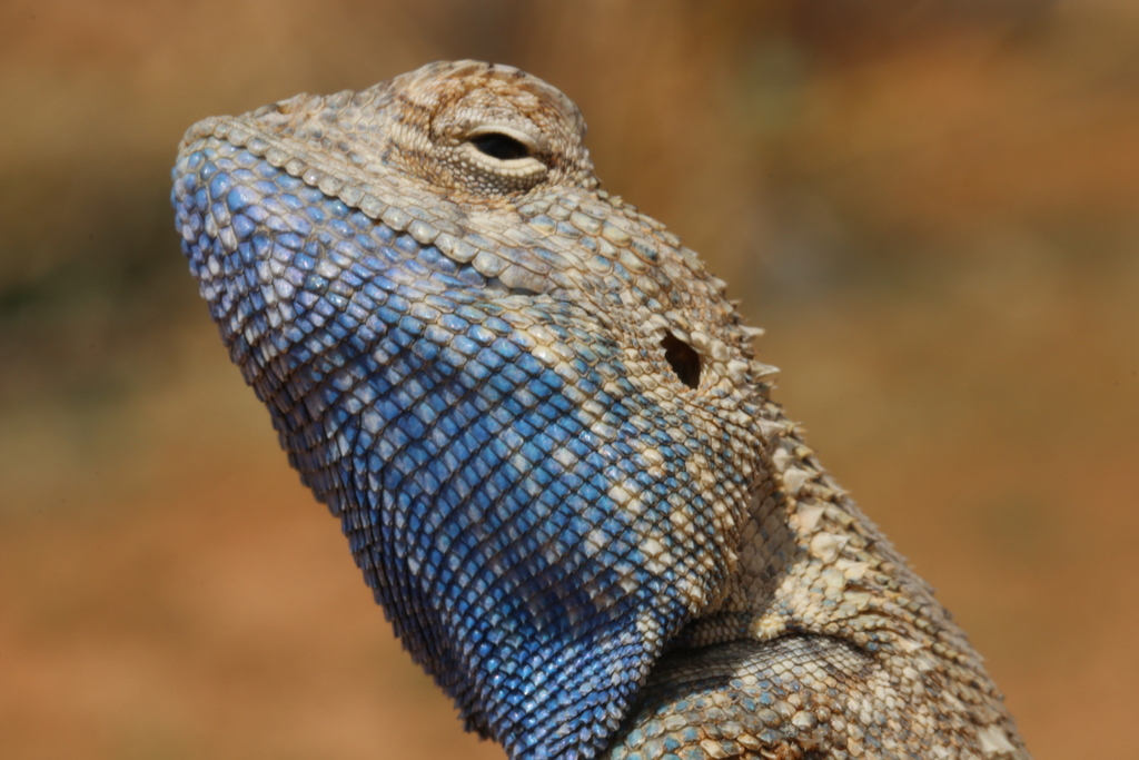 Baluchistan Agama reference
