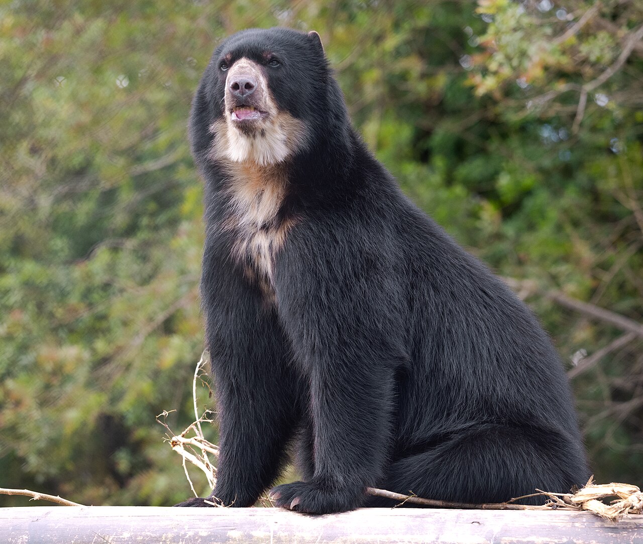 Spectacled Bear reference
