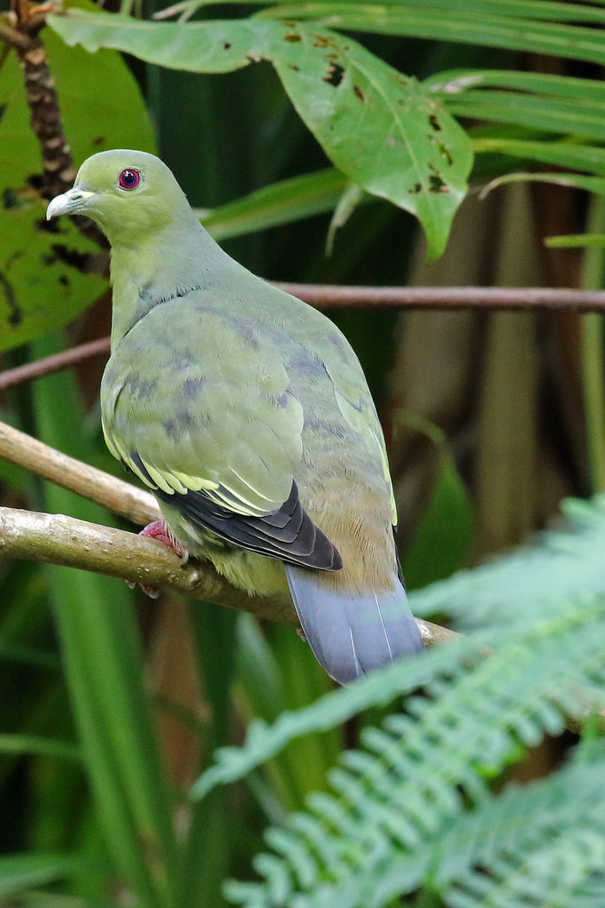 Pink-necked Green-Pigeon reference