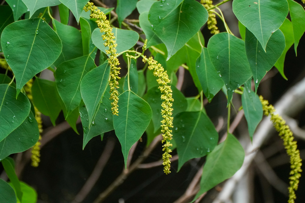 Chinese Tallow reference