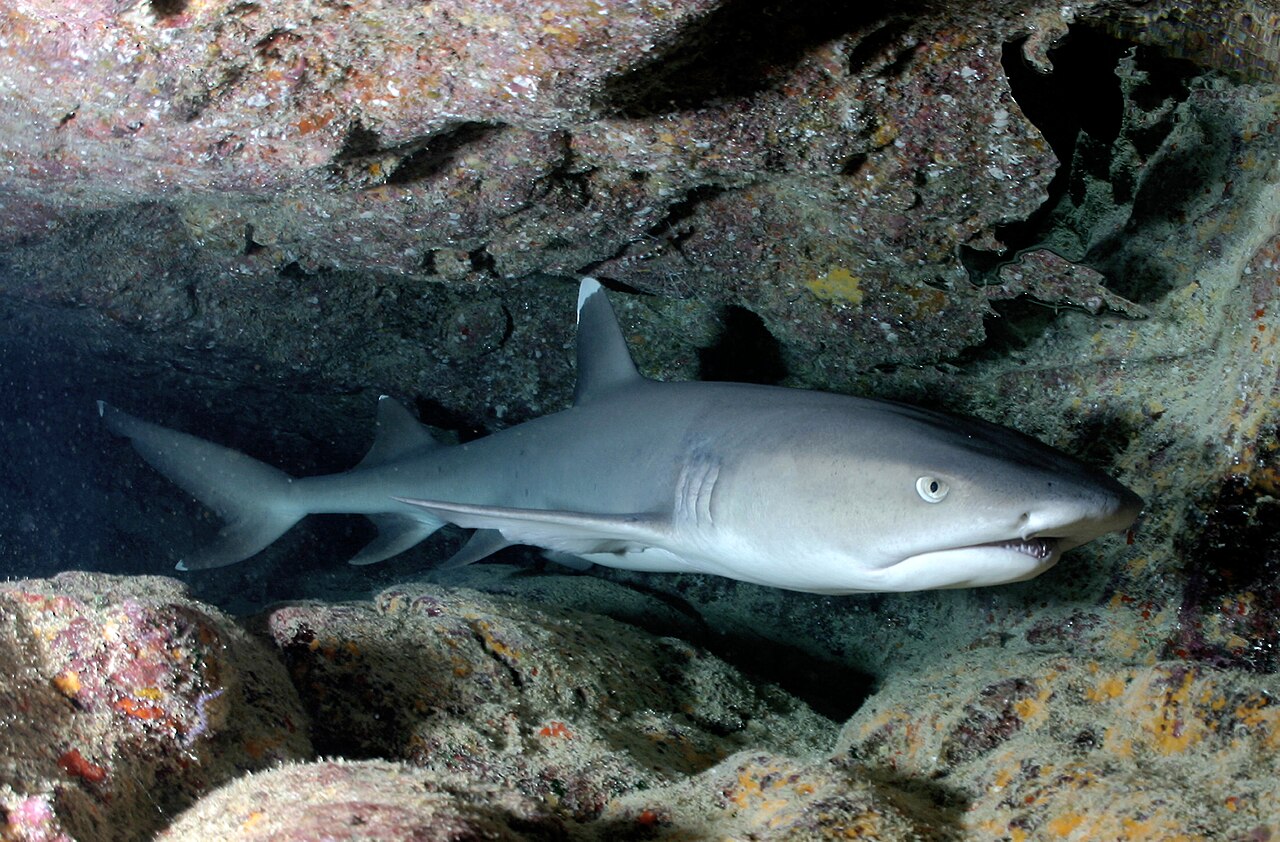 Whitetip Reef Shark reference