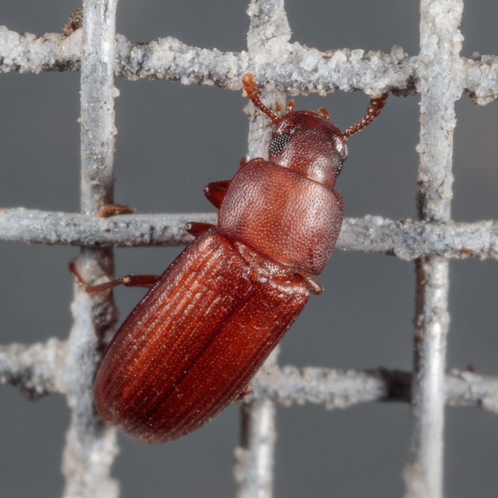 Red Flour Beetle reference