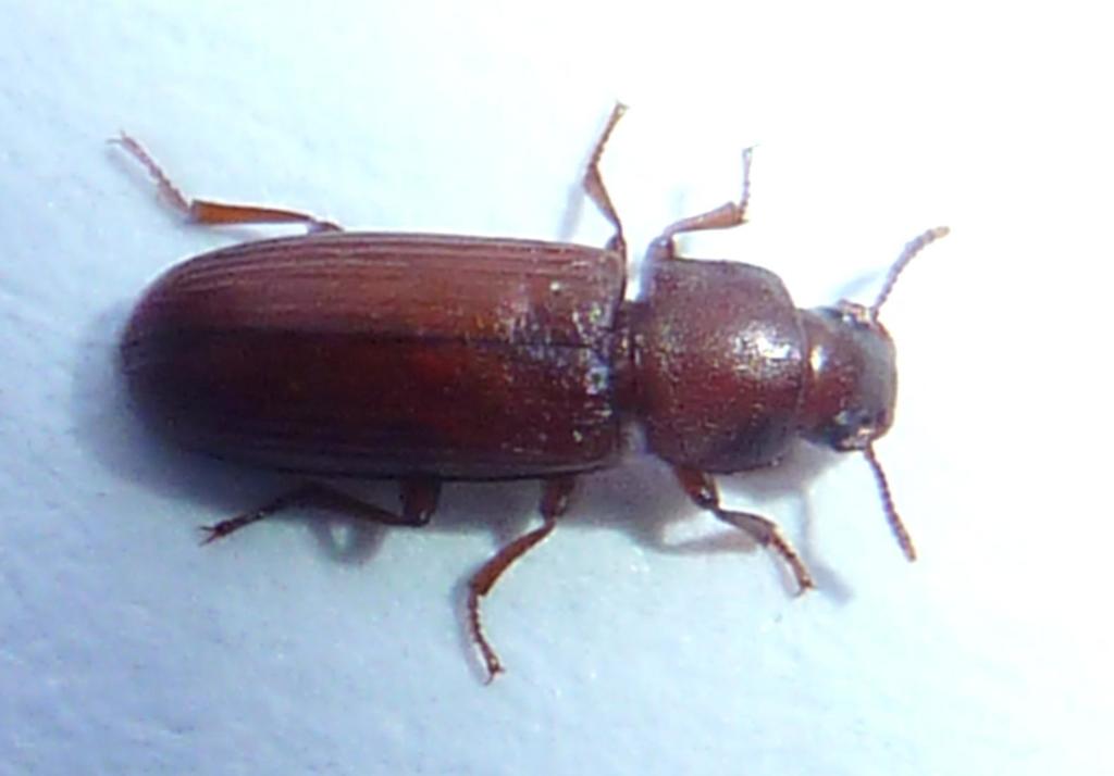 Confused Flour Beetle reference