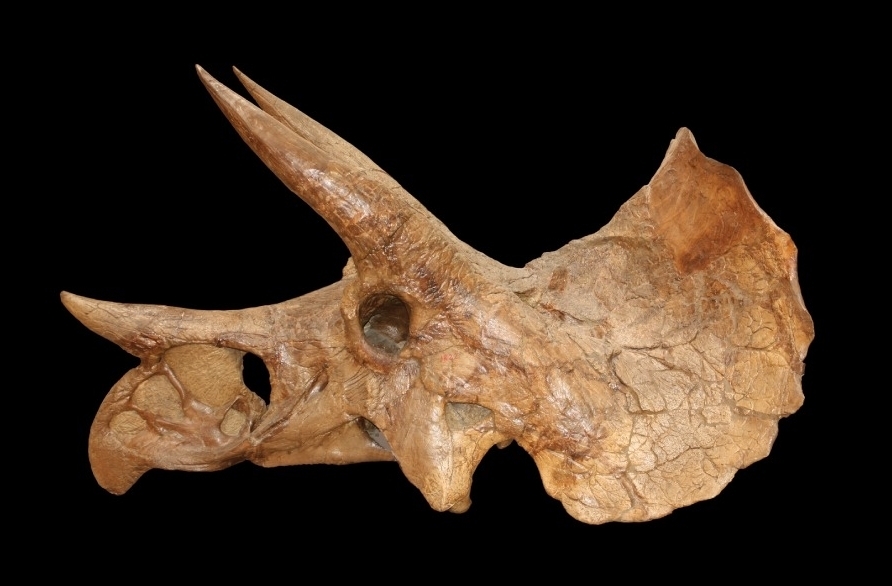 Triceratops prorsus reference