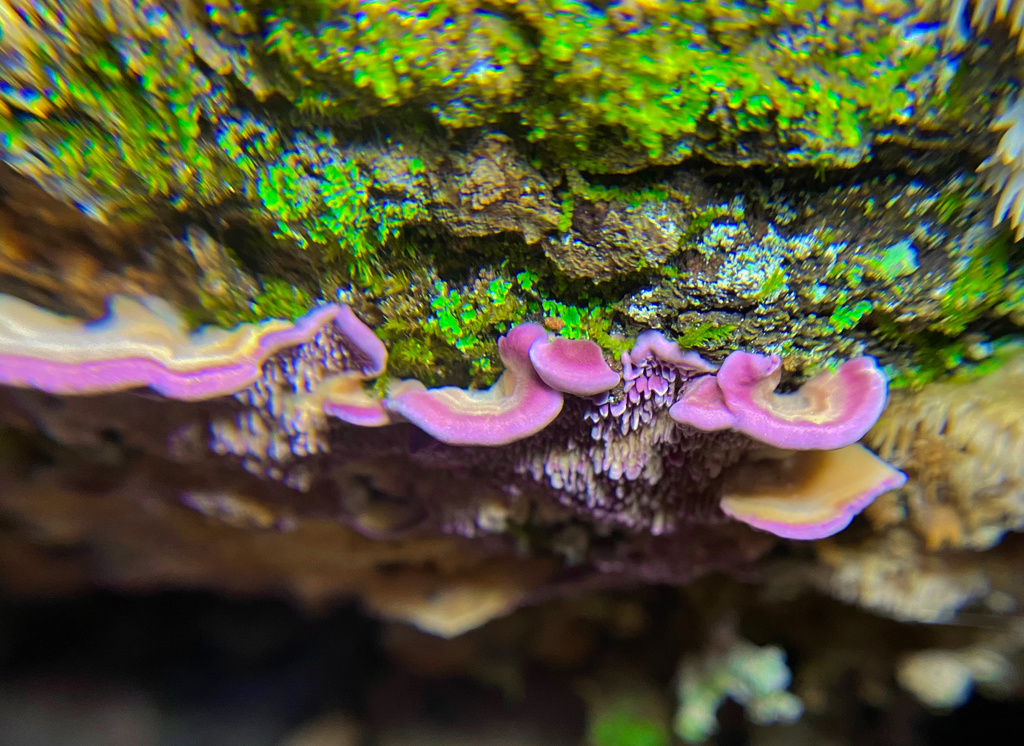 Brown Purplepore Bracket reference
