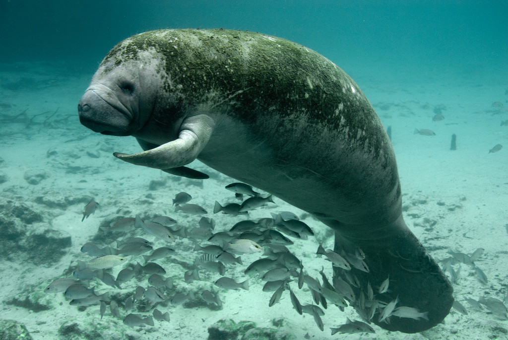 West Indian Manatee reference