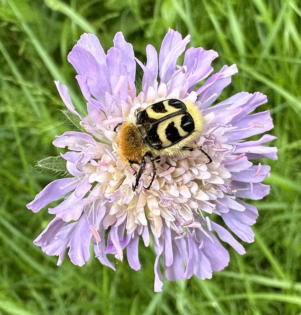 Eurasian Bee Beetle reference