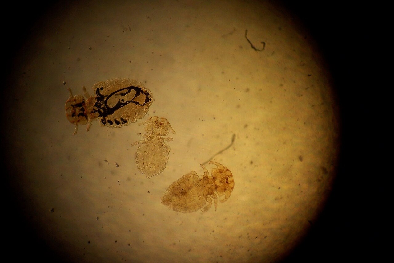 Canine Chewing Louse reference