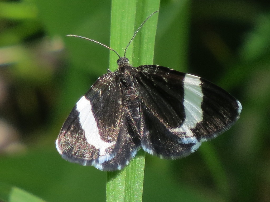 White-striped Black reference