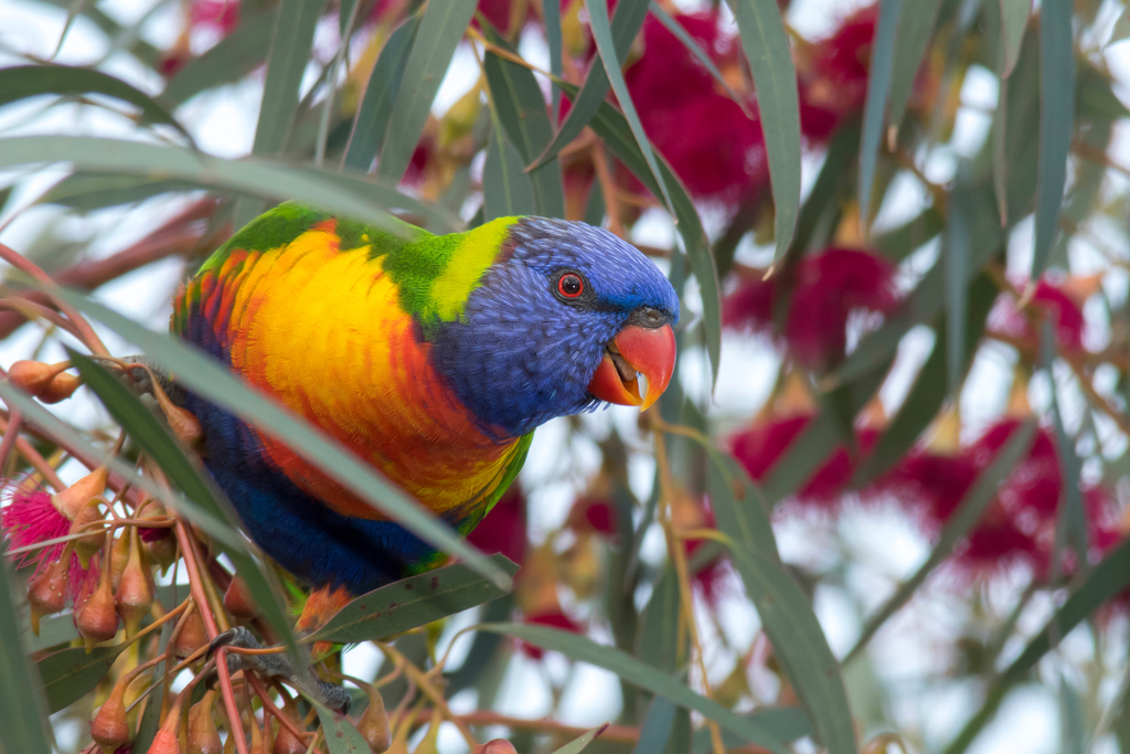 Rainbow Lorikeet reference