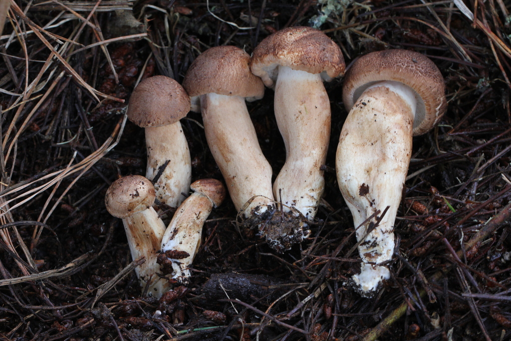 Tricholoma imbricatum reference