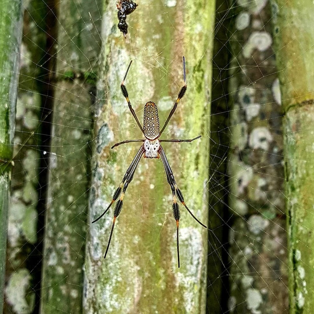 Golden Silk Spider reference