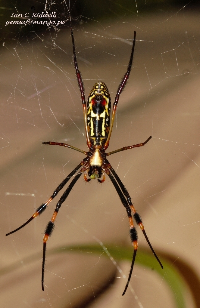 Golden Orb-weaver reference
