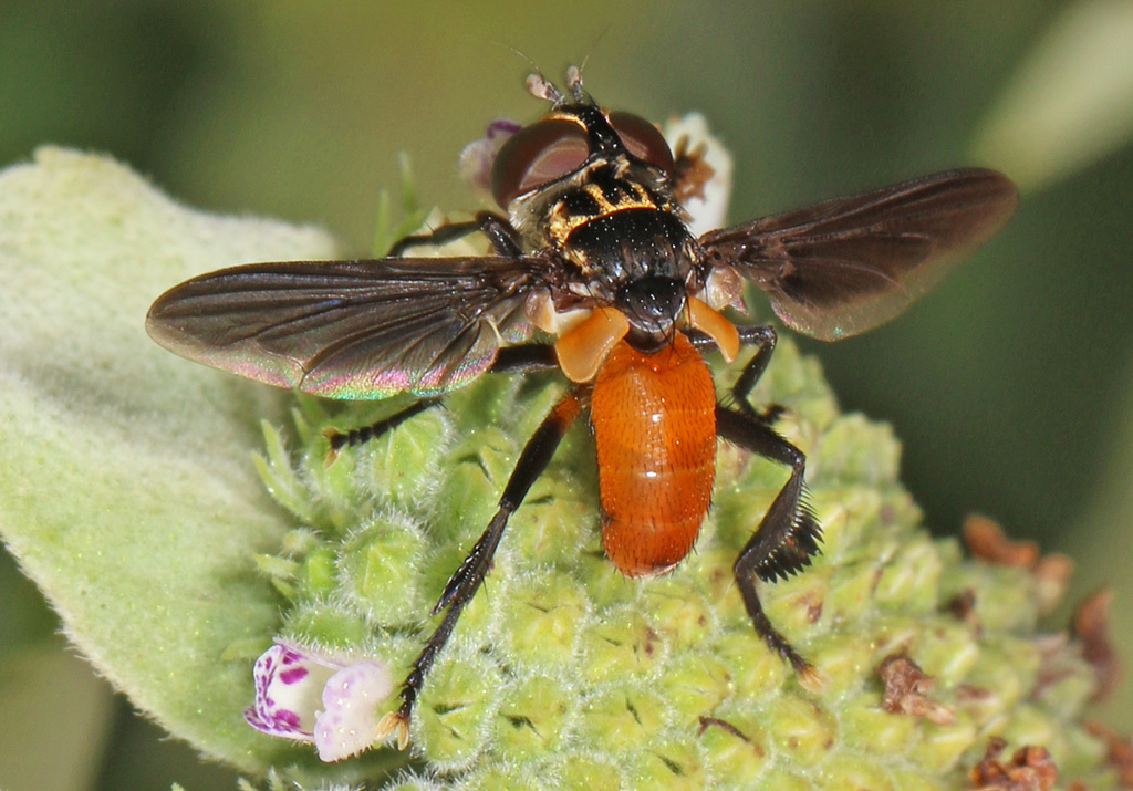 Swift Feather-legged Fly reference