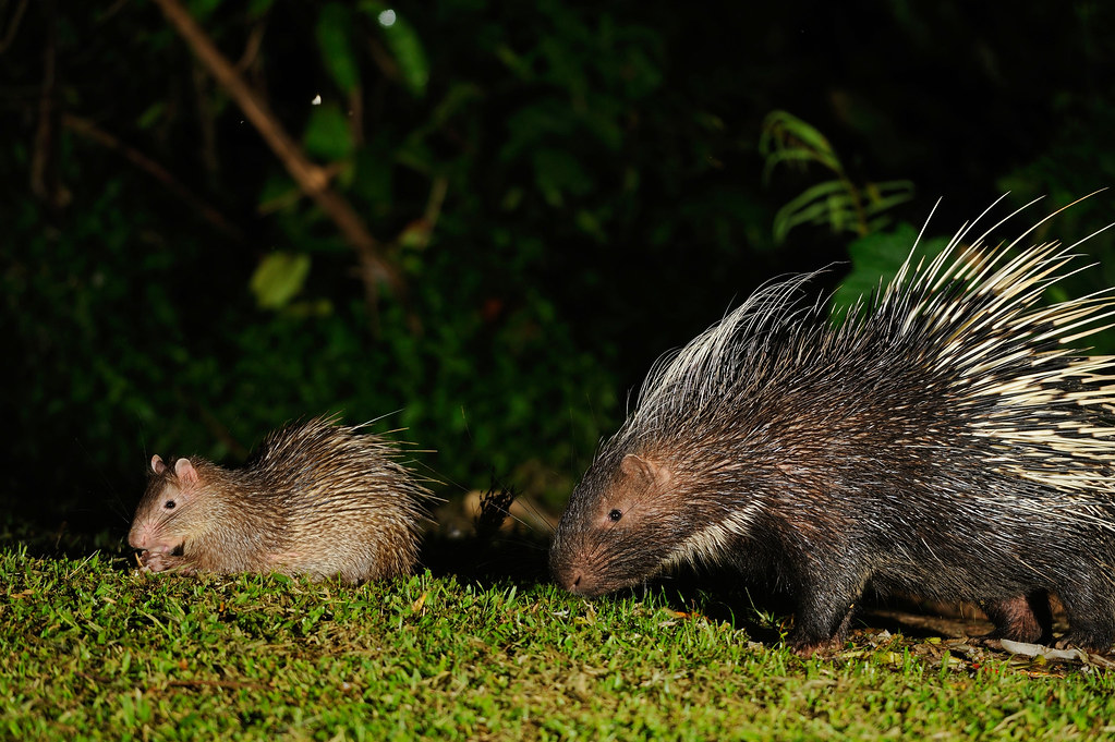 Long-tailed Porcupine reference