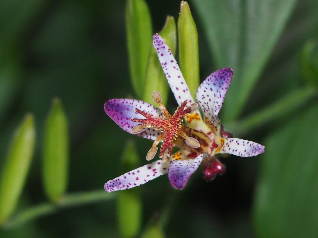 Formosan Toad Lily reference