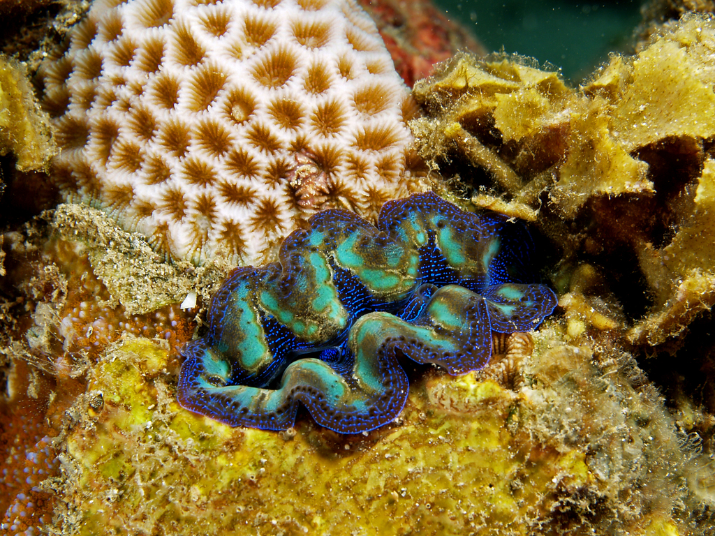 Crocea Clam reference